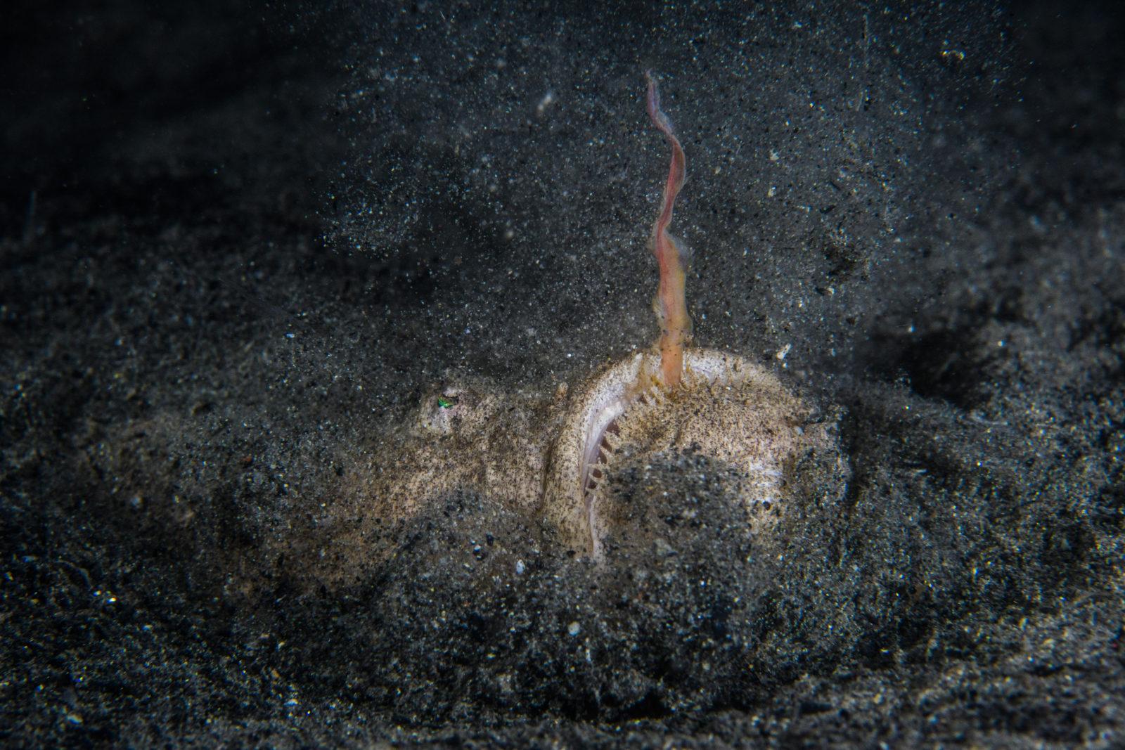 Burst shooting allowed to capture the peak of action! It takes maybe a second for the stargazer to strike and return to its camouflaged position.