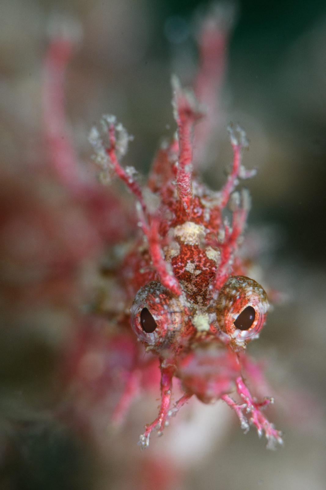 Burst mode - Underwater Photography Masterclass 3 A short burst of photos at 10 FPS allowed to capture the pygmy’s portrait exactly how & where we needed it to be.