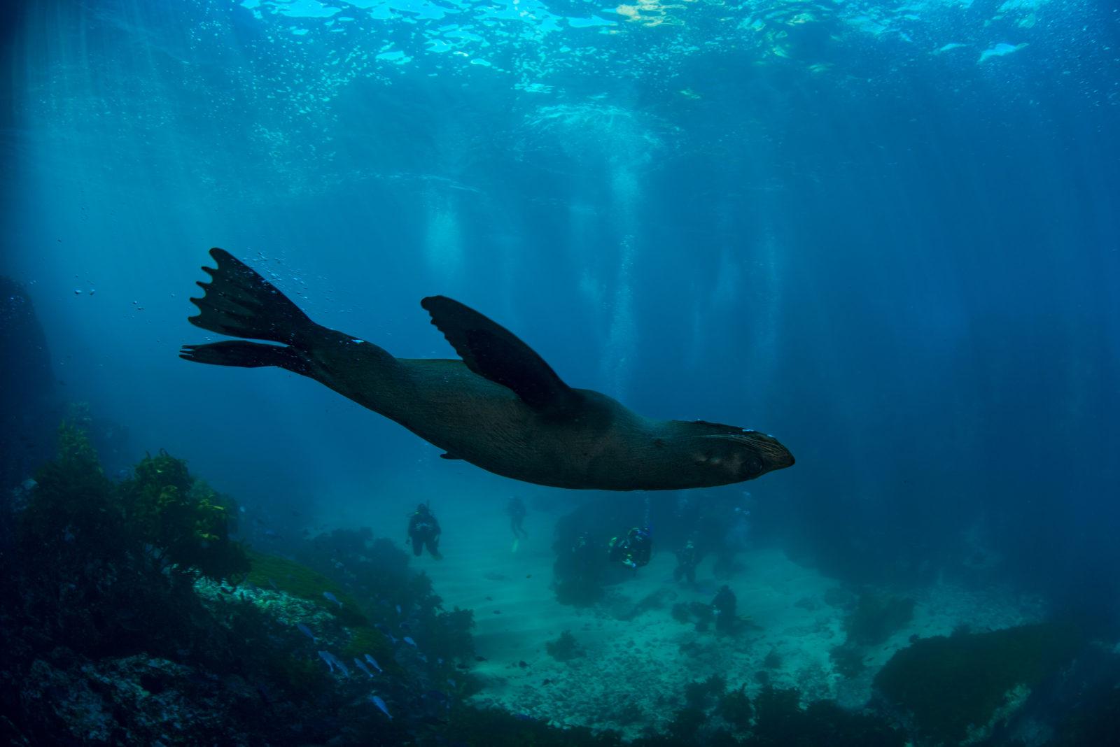 New Zealand Fur Seal. Winter Diving at Mokohinau Islands by Alex Stammers