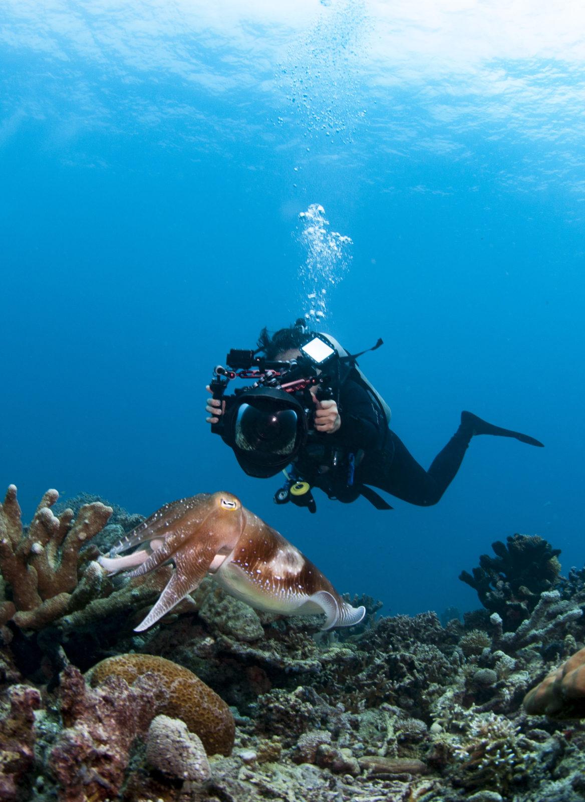 Underwater scenery at the natural reef of Lankayan