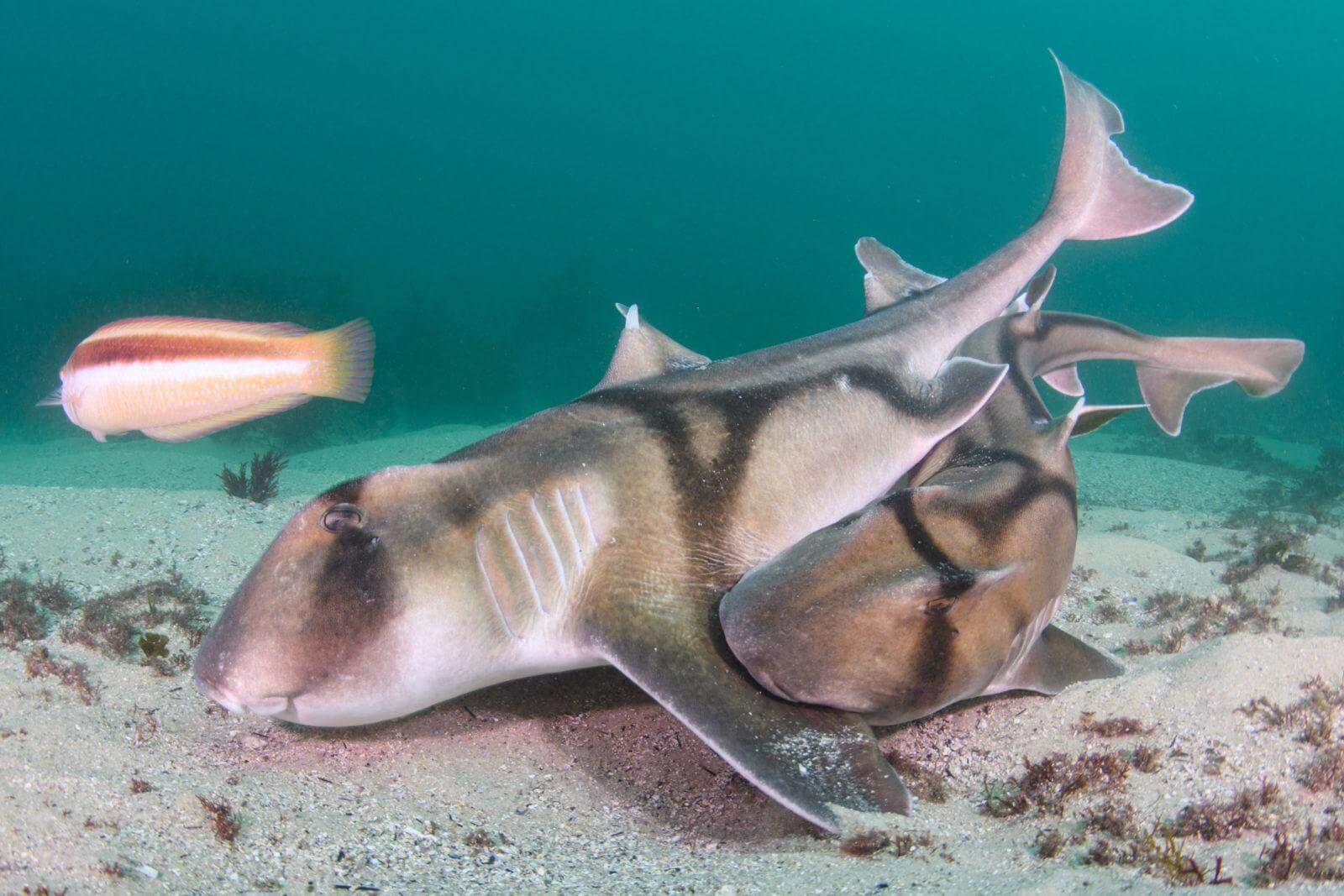 Rare Images of Port Jackson Sharks Mating