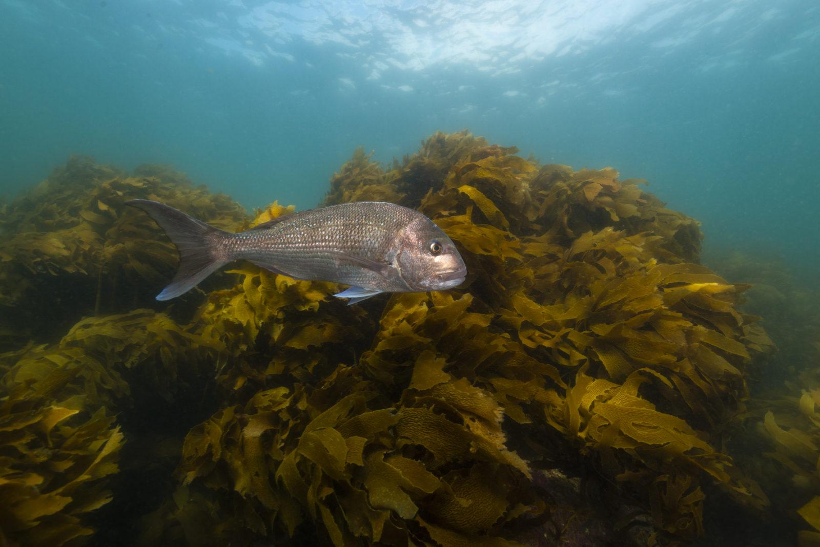 Snapper over Kelp Forest at Little Barrier Island by Alex Stammers