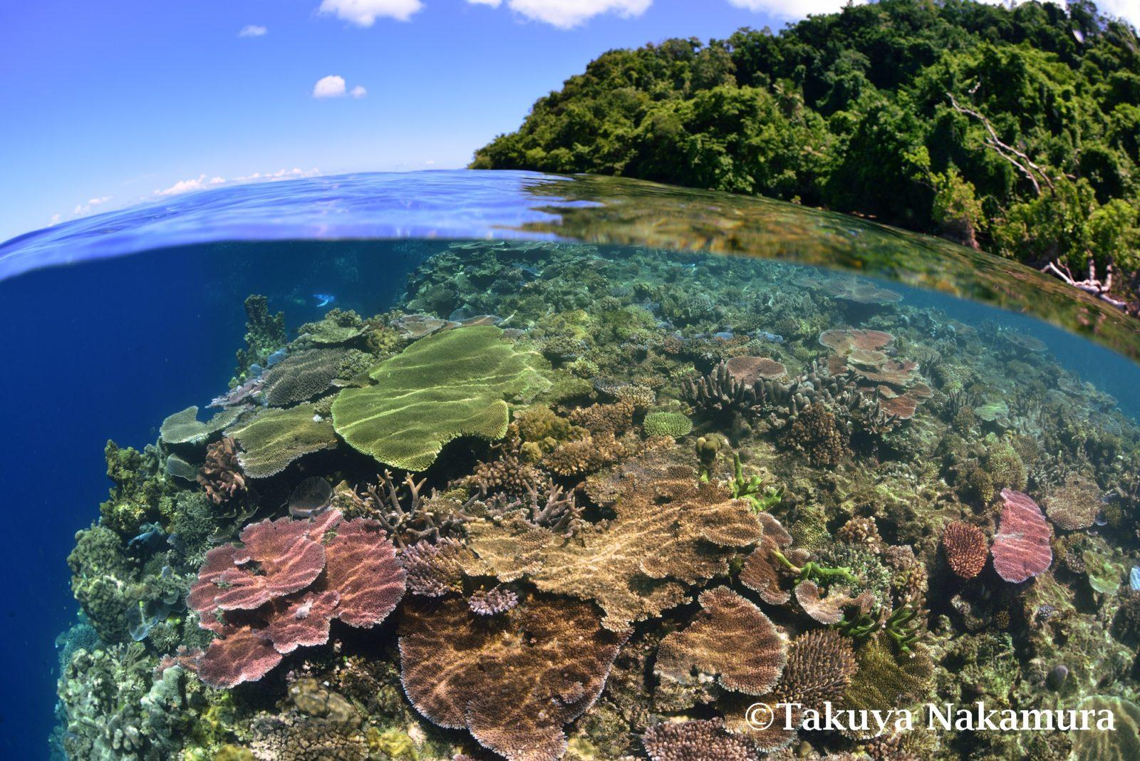 Best Dive Sites of Papua New Guinea