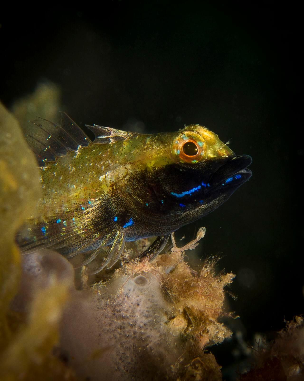 Stunning Scuba Diving in South Australia 7 Triplefin fish