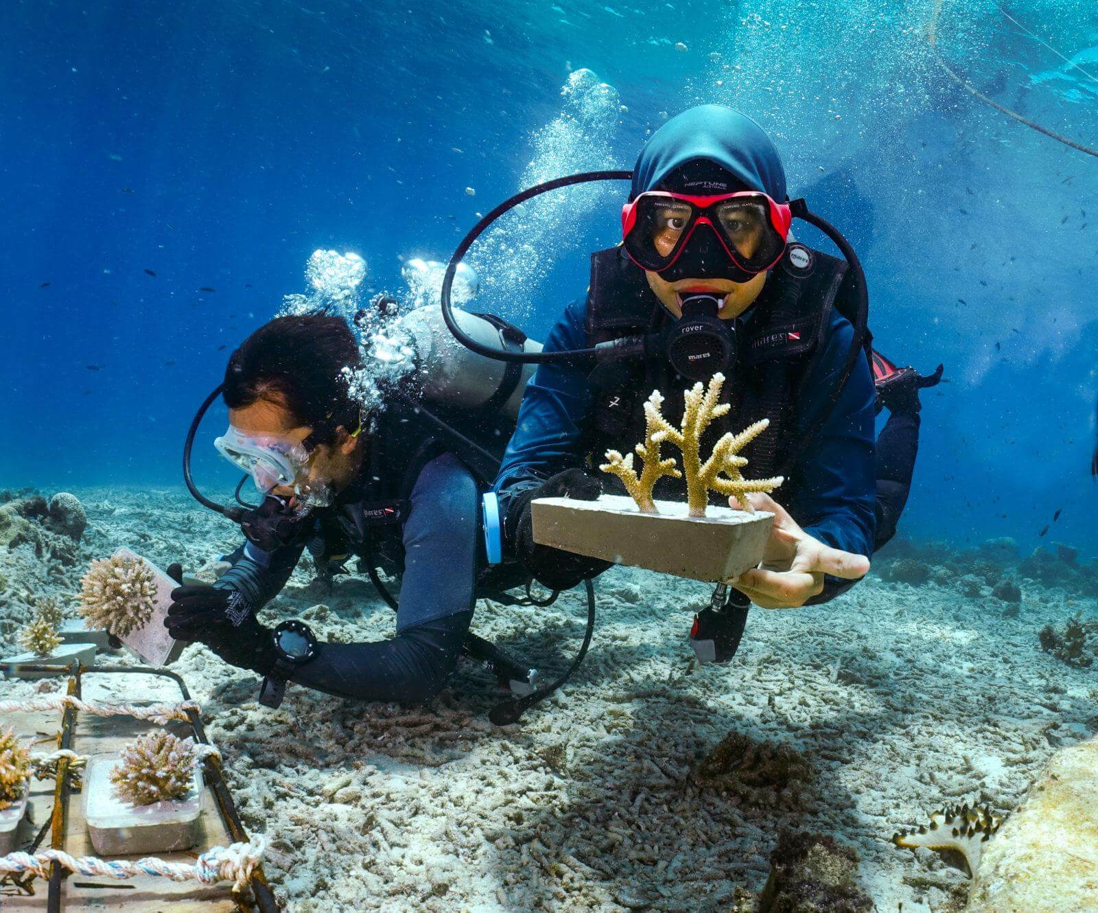 Volunteer placing the coral biscuit in the nursery