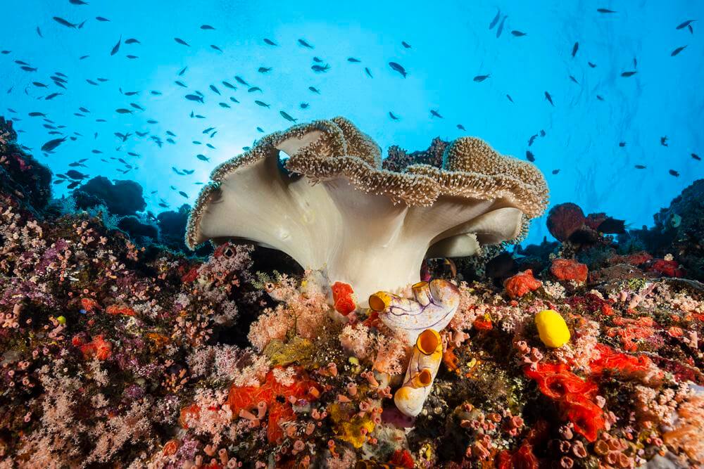 beautiful coral garden, with plenty of colourful little fish swimming around and nudibranchs in different sizes.