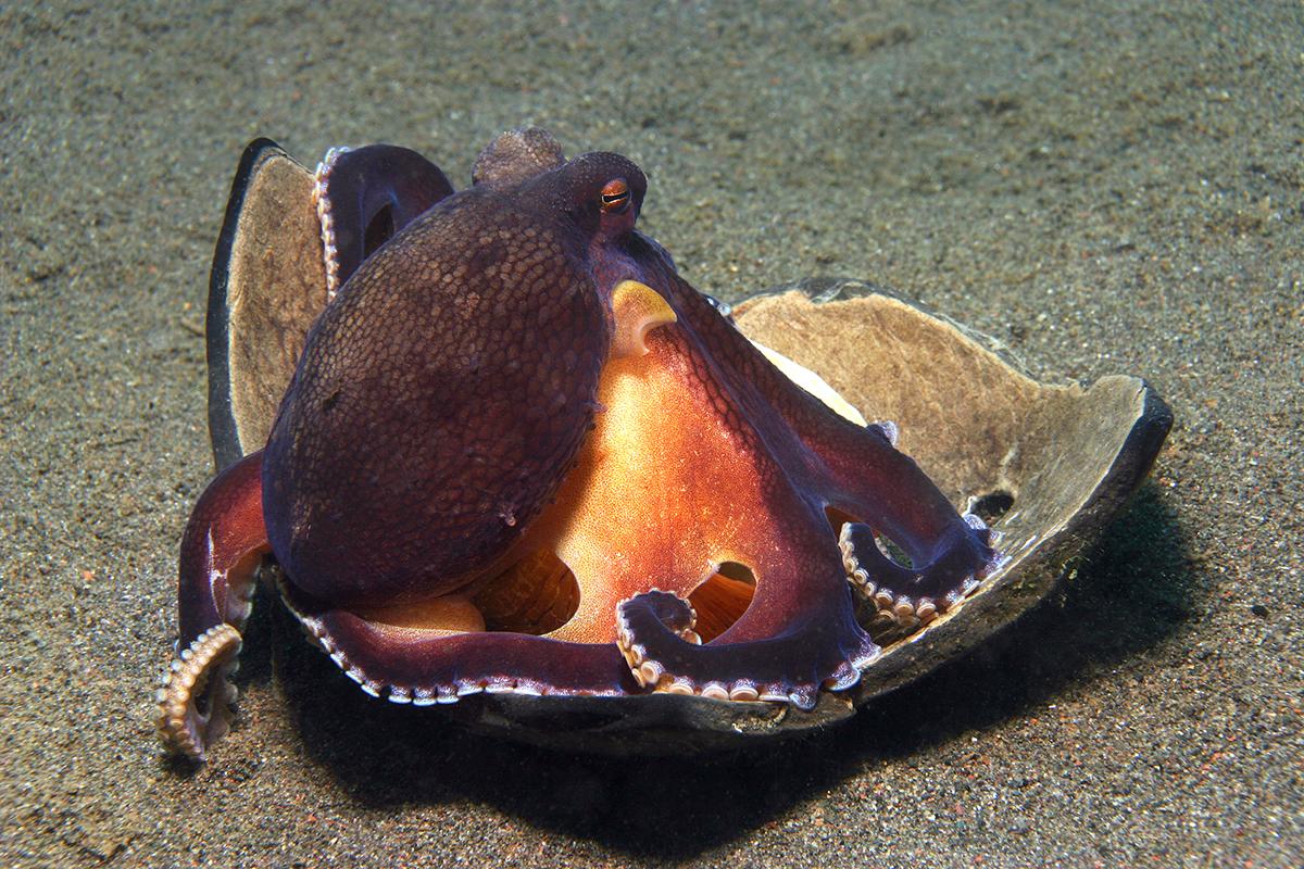 coconut octopus