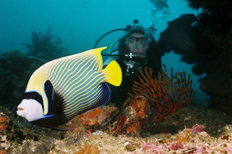Scuba Diver with a Fish