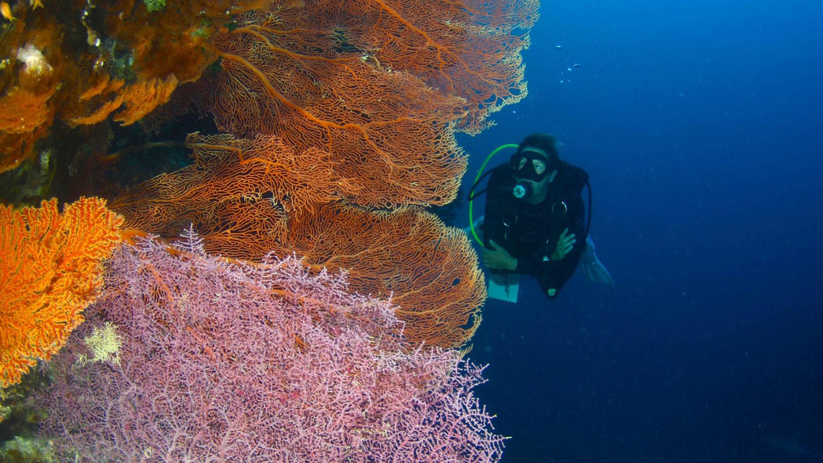 Scuba Diving along a Soft Coral Wall by Divers Den