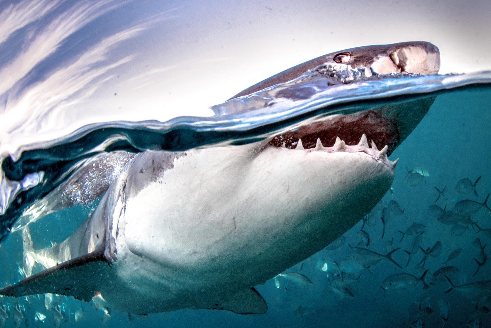 Legendary Rodney Fox Shark Expeditions Q & A