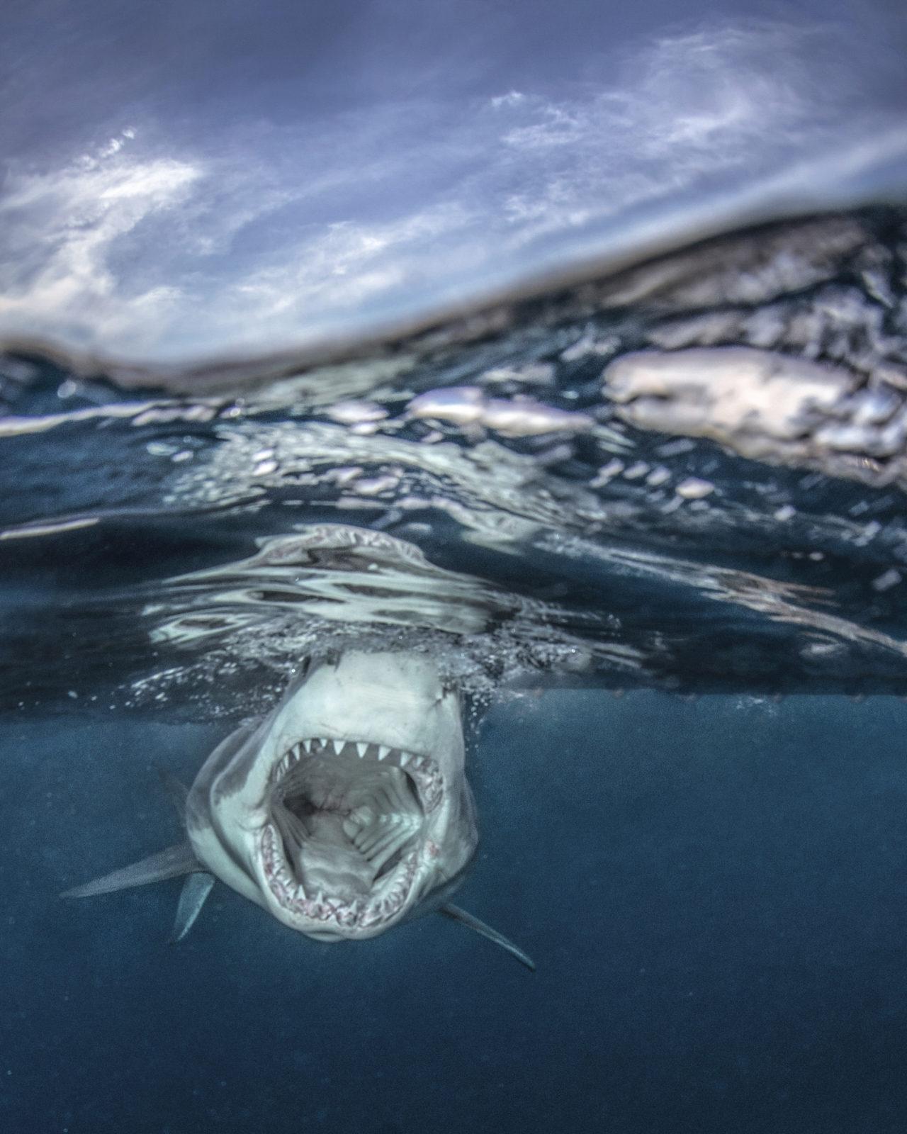 Legendary Rodney Fox Shark Expeditions Q & A