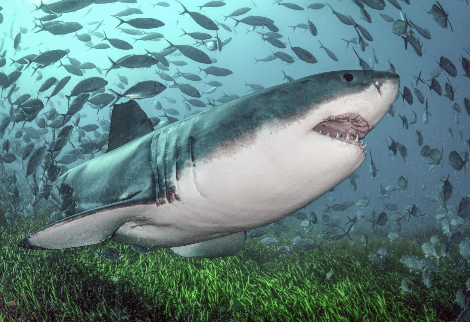 Legendary Rodney Fox Shark Expeditions Q & A
