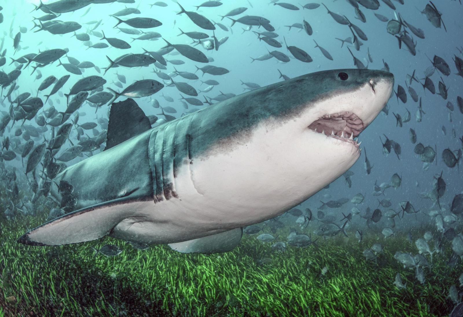 Rodney Fox Shark Expeditions Q&A 10 Legendary Rodney Fox Shark Expeditions Q & A