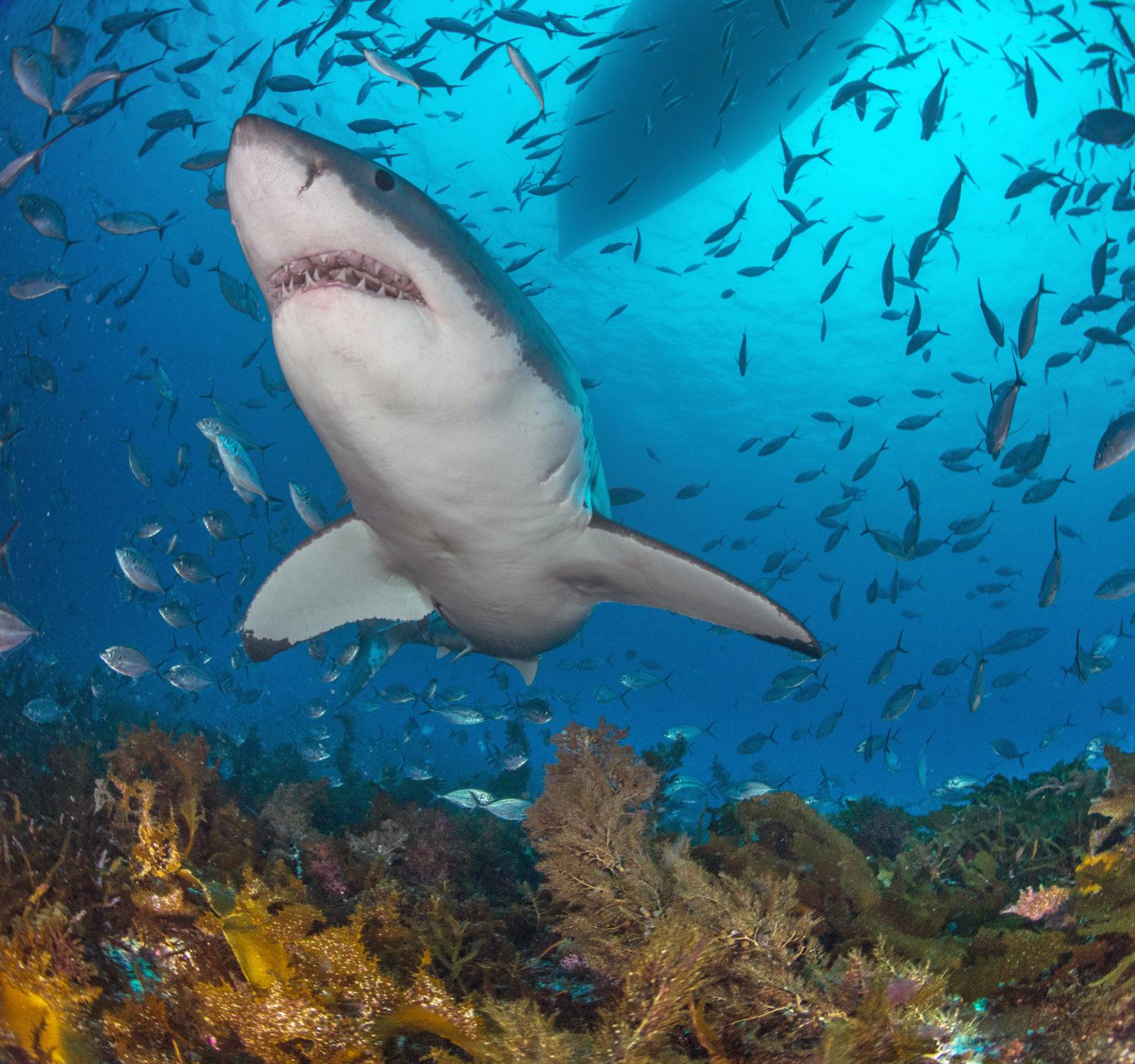 Rodney Fox Shark Expeditions Q&A 5 Legendary Rodney Fox Shark Expeditions Q & A