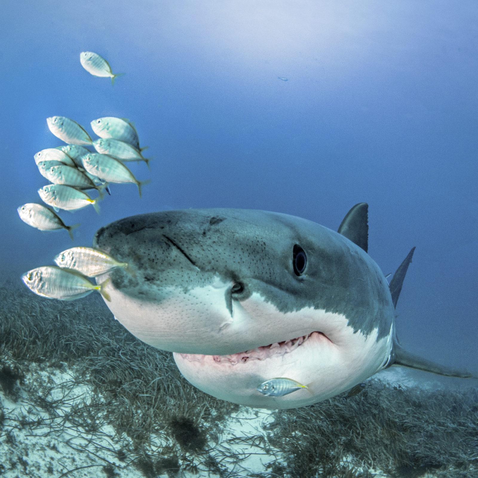 Legendary Rodney Fox Shark Expeditions Q & A