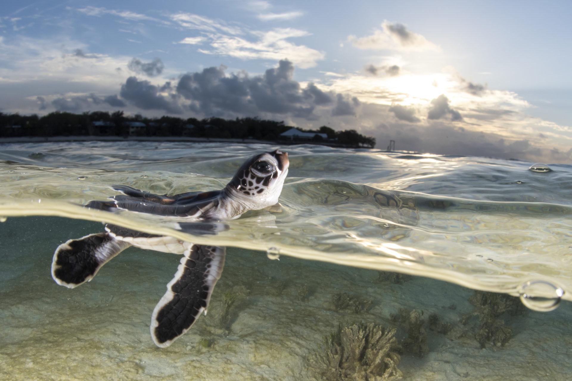 Breathtaking Turtle Season at Heron Island