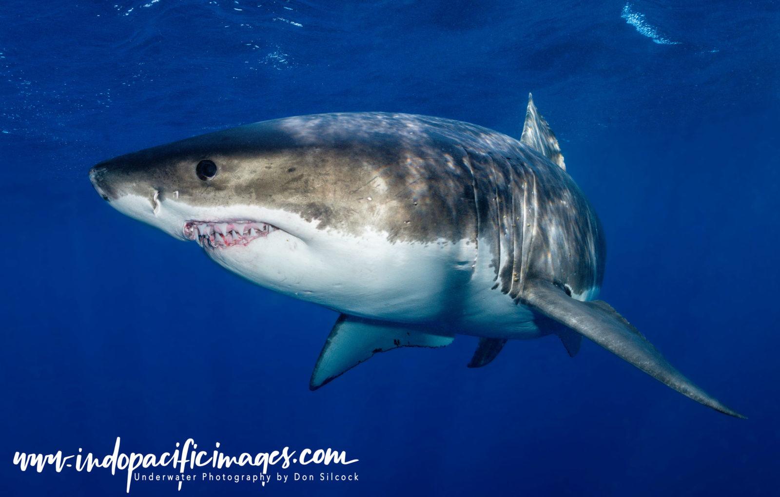 Australia, Great White Shark