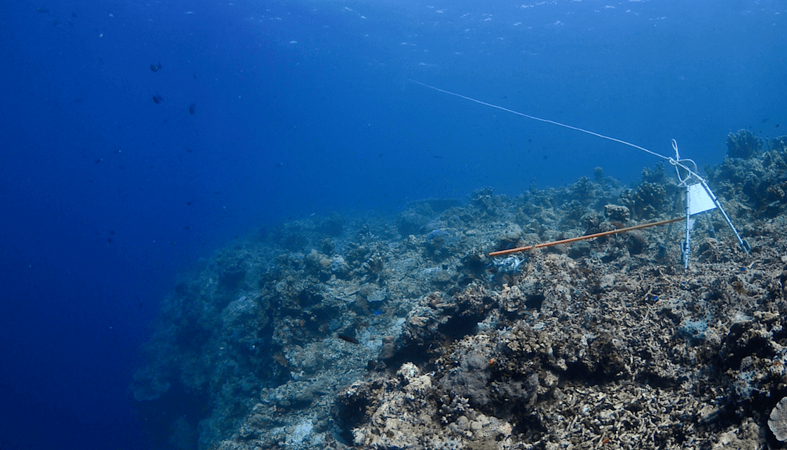 RUVS set up on a reef in Sabah. The camera is attached to the metal frame, with the baited pouch on a long ‘arm’ in front of the camera. (Photo credit: Christian Loader)