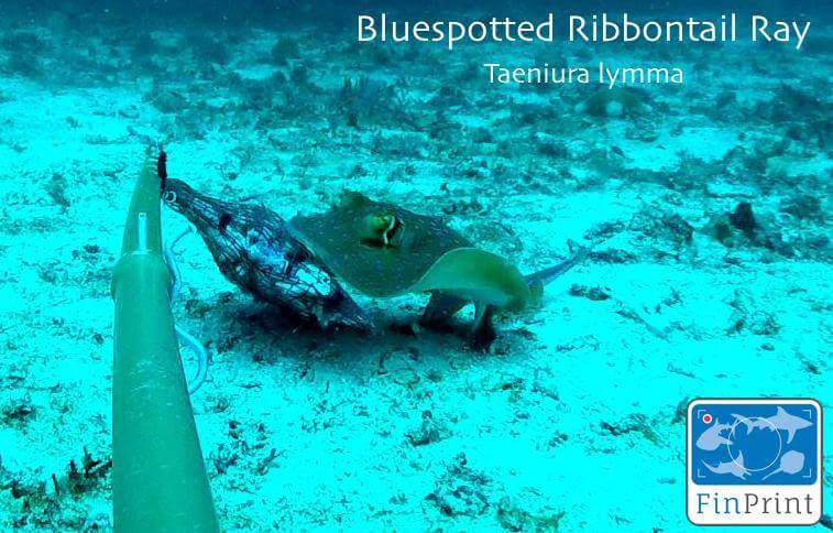 Bluespotted ribbontail ray, one of the rays commonly sighted in Sabah, attracted to the pouch of bait in front of the BRUVS camera. (Photo credit: GFP)