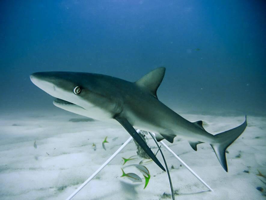 Caribbean Reef Shark at Bahamas. Photo Credit Global FinPrint (Elizabeth Whitman)