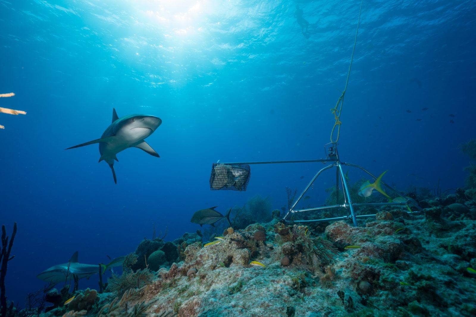 Carribean Reef Sharka and BRUV