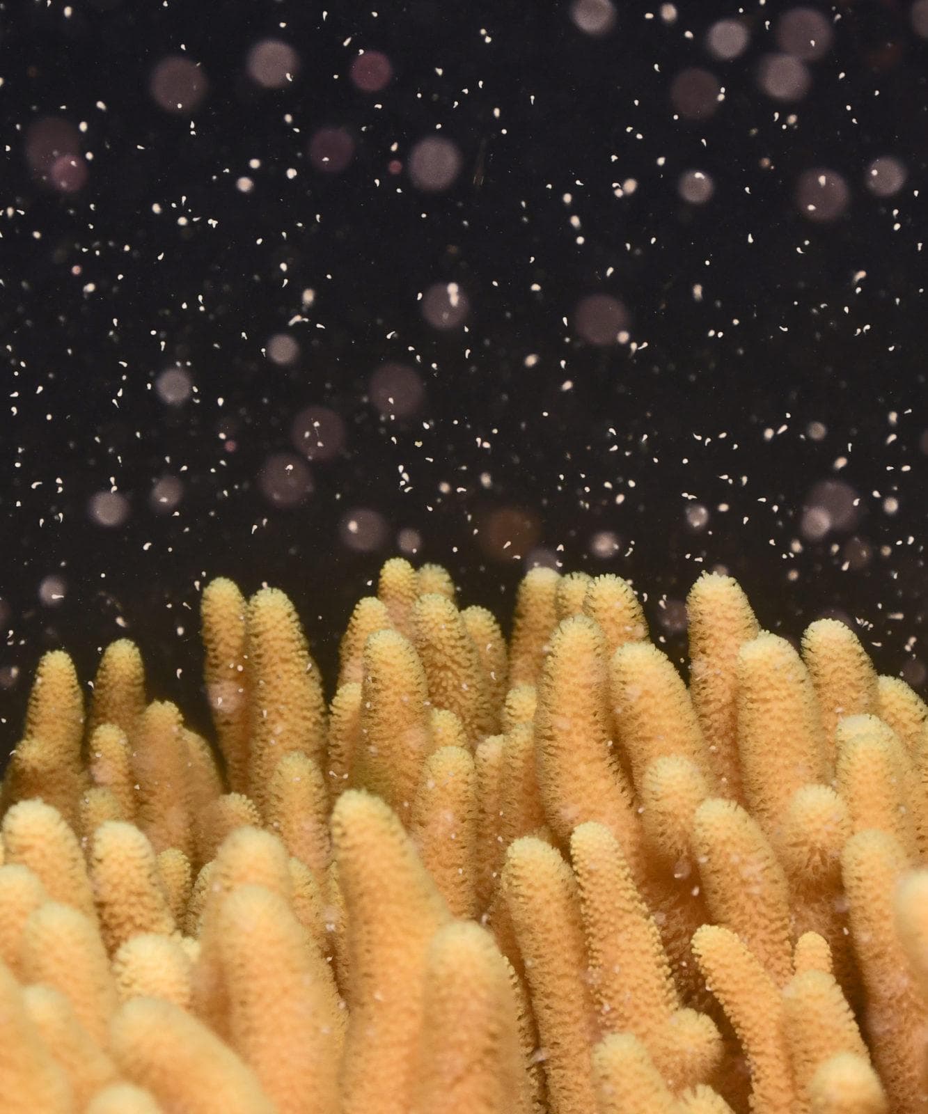 Coral spawning. Great Barrier Reef Foundation
