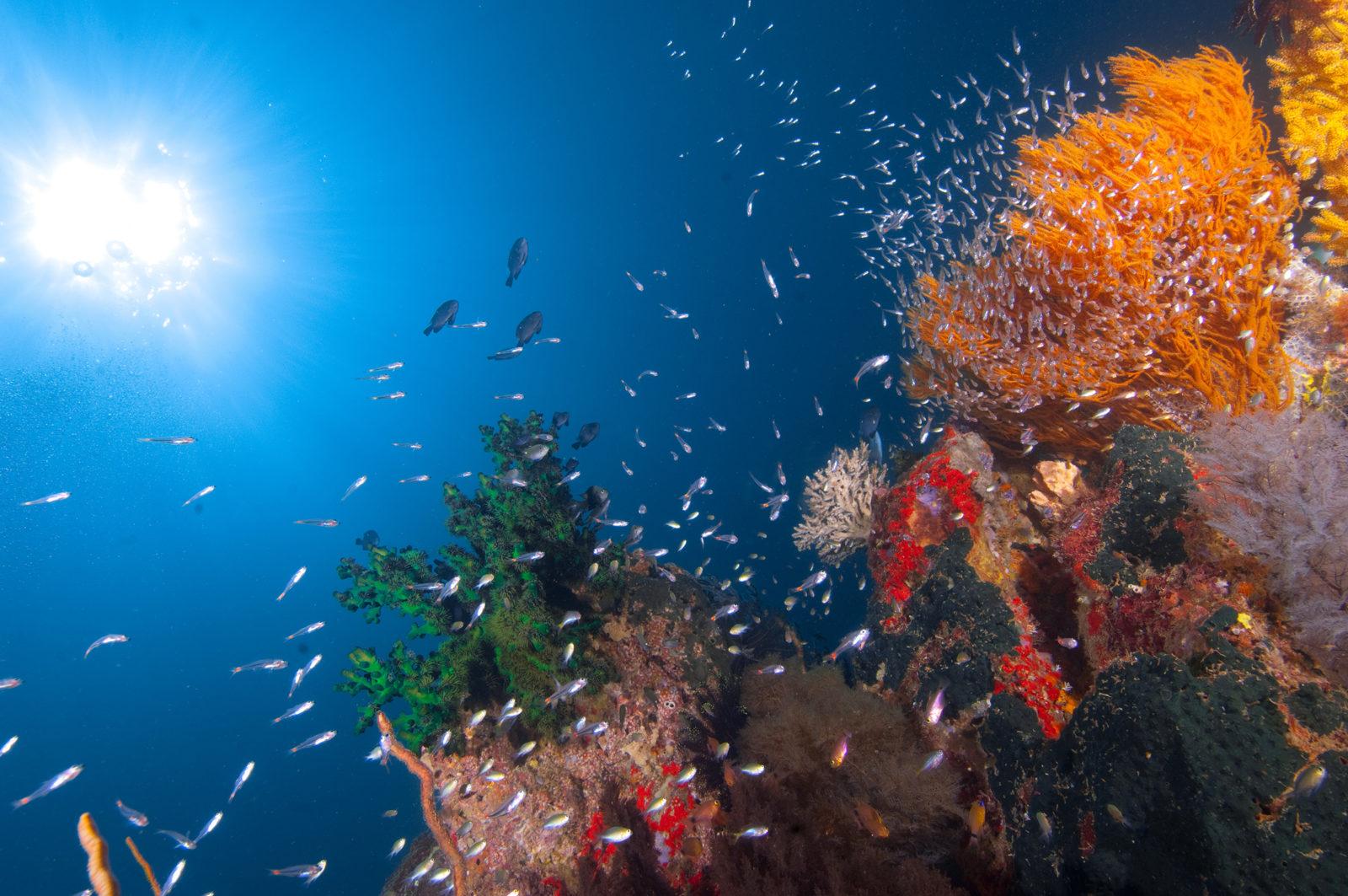 Where Rainforest Meets Reef the Stunning Tunku Abdul Rahman Park
