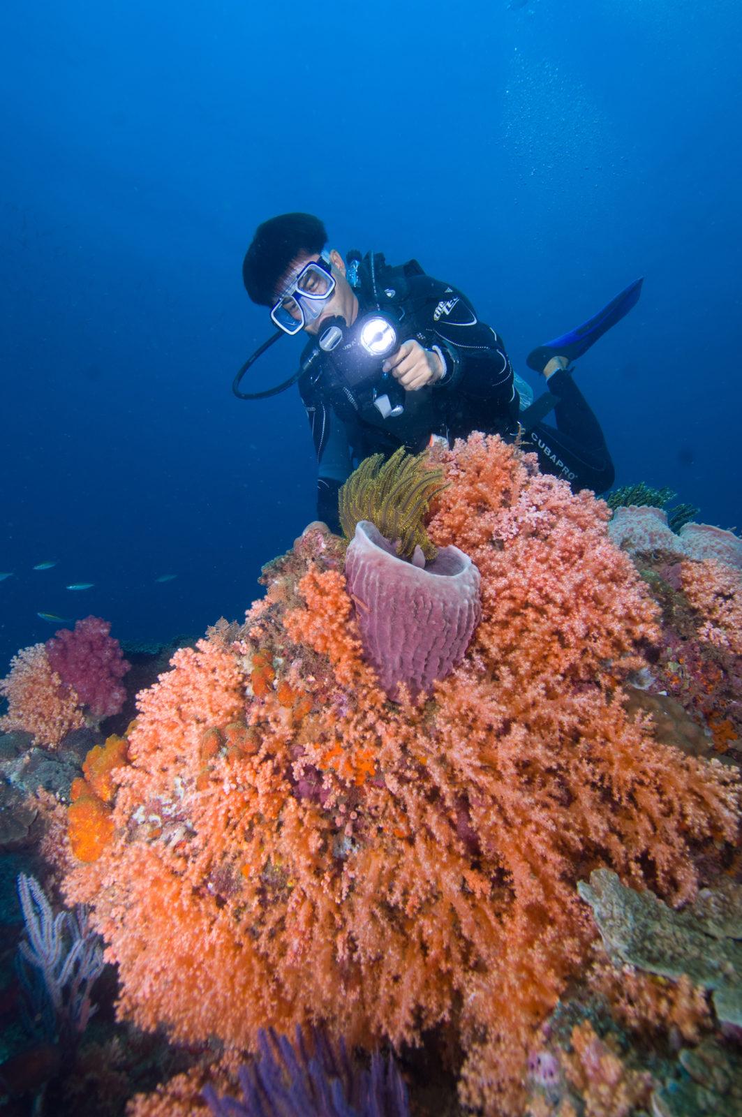 Where Rainforest Meets Reef the Stunning Tunku Abdul Rahman Park