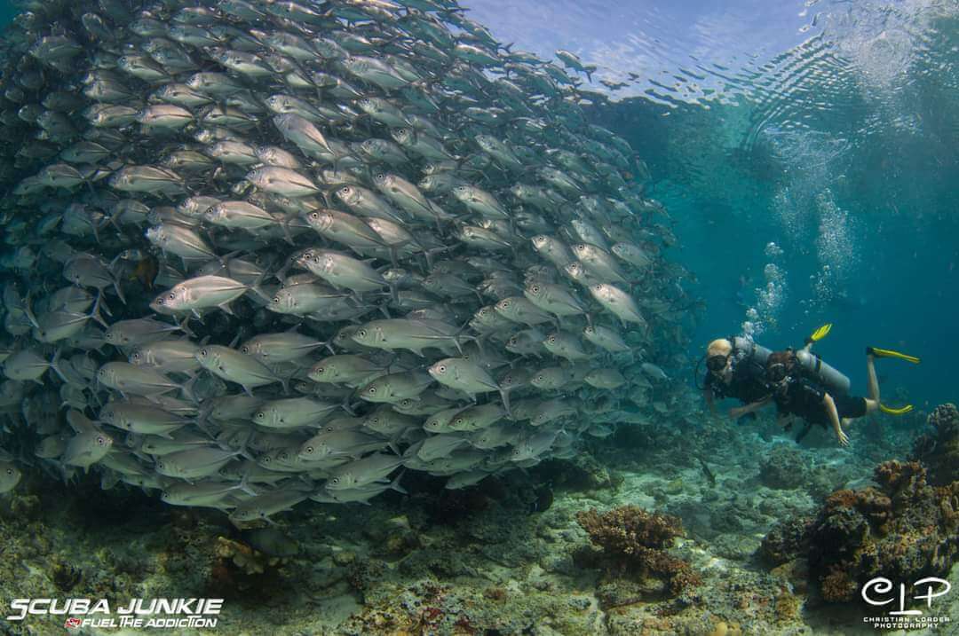 Divers underwater at Pulau Sipadan (Photo credit: Christian Loader)