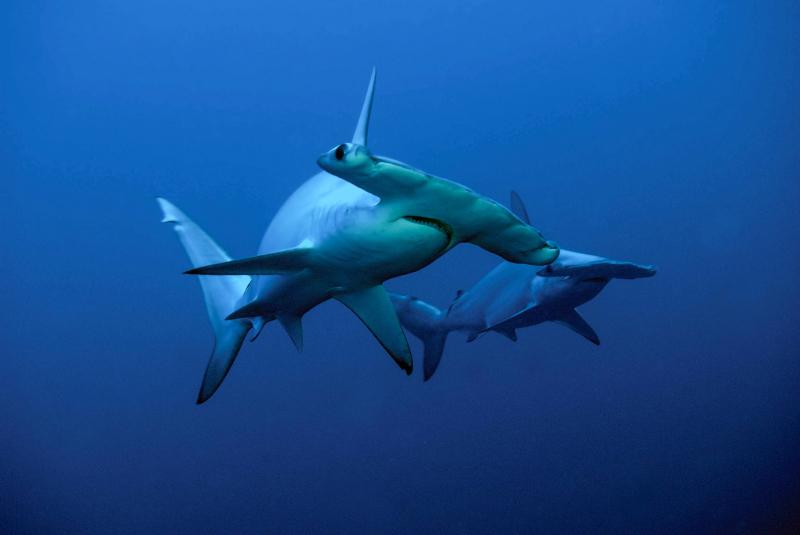 Diving to dream about hammerheads