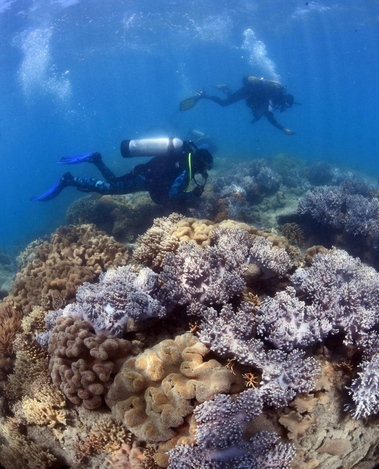 GBRF researchers checking corals for signs of spawning. Credit Great Barrier Reef Foundation