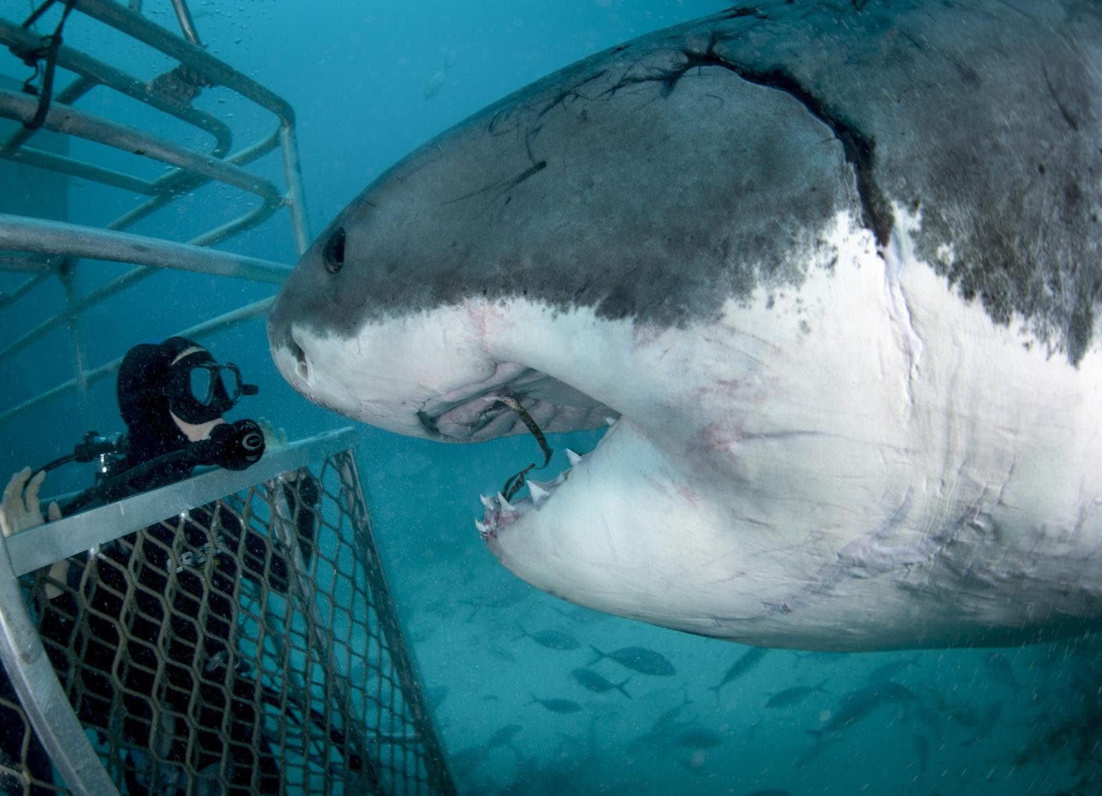 Rodney Fox Shark Expeditions Q&A 1 Great White Shark with a man inside a shark cage