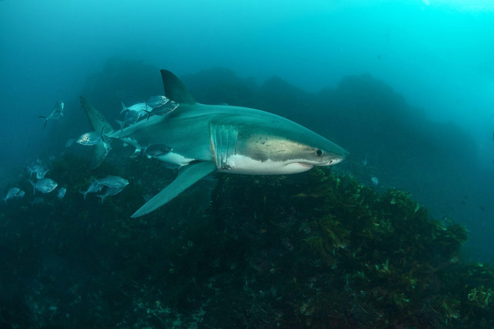 Great White Shark with a shoal of fish