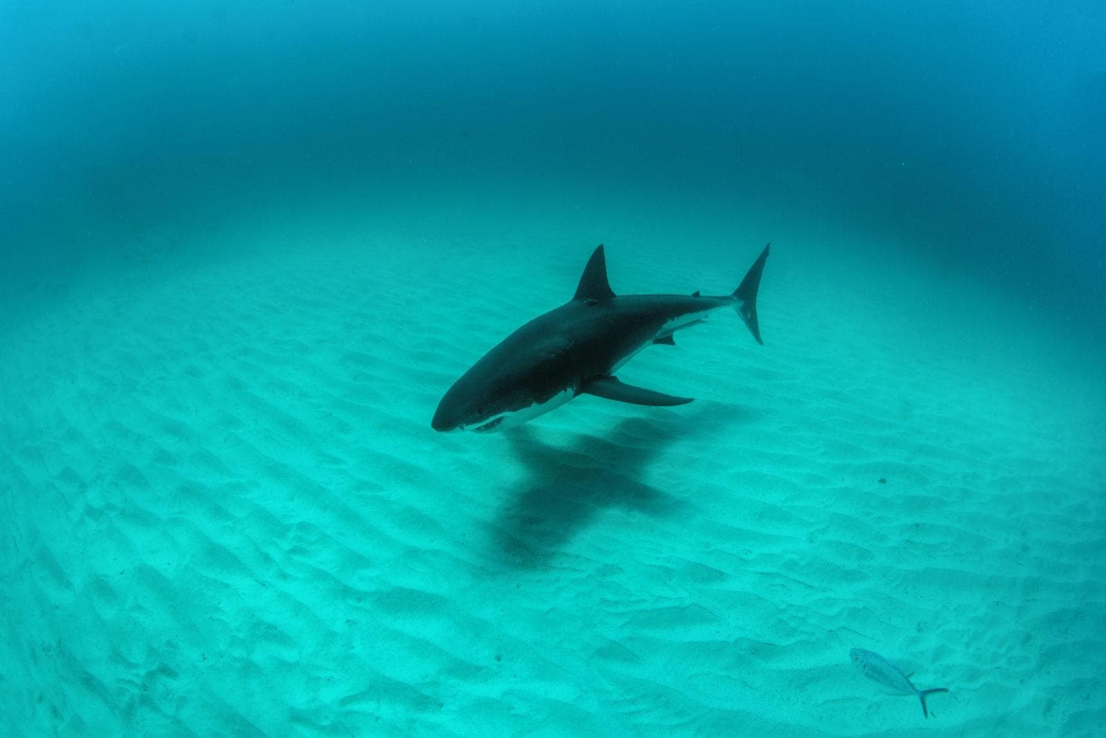 Great white shark up close