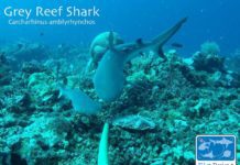 Sabah’s Shark Researchers Build on Global Study for Conservation
