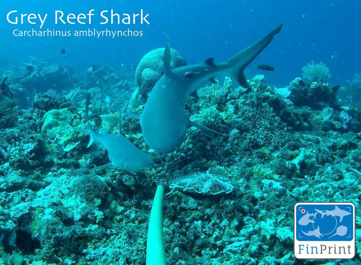 Grey reef shark, one of the shark species sighted in Sabah, attracted to the pouch of bait in front of the BRUVS camera. (Photo credit: GFP)