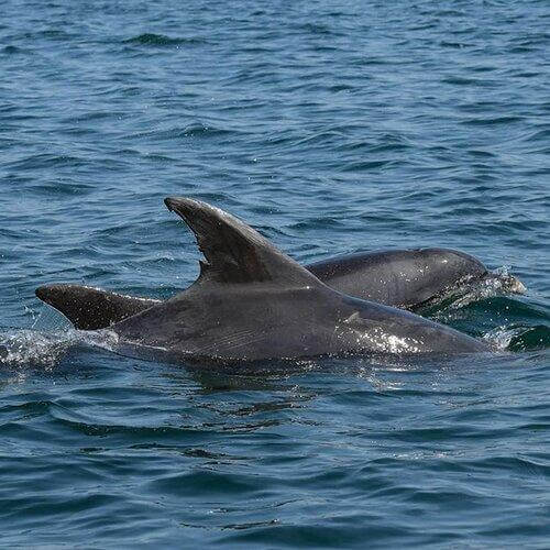 Hebridean Whale and Dolphin Trust