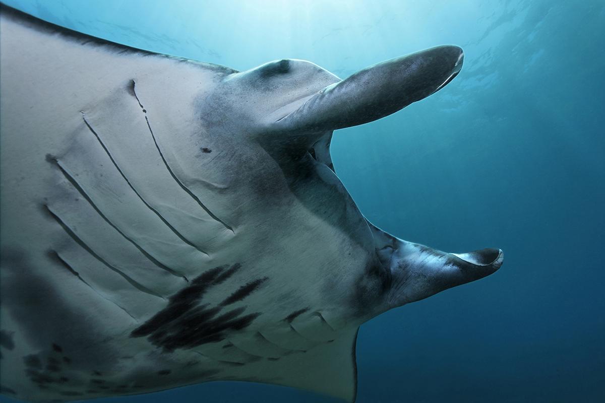 5 tips for Underwater Photography Beginners 5 Manta Ray