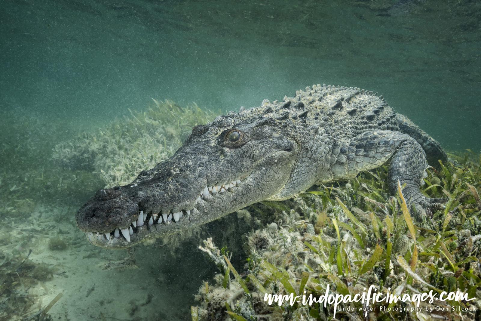 Mexico, American Crocodile