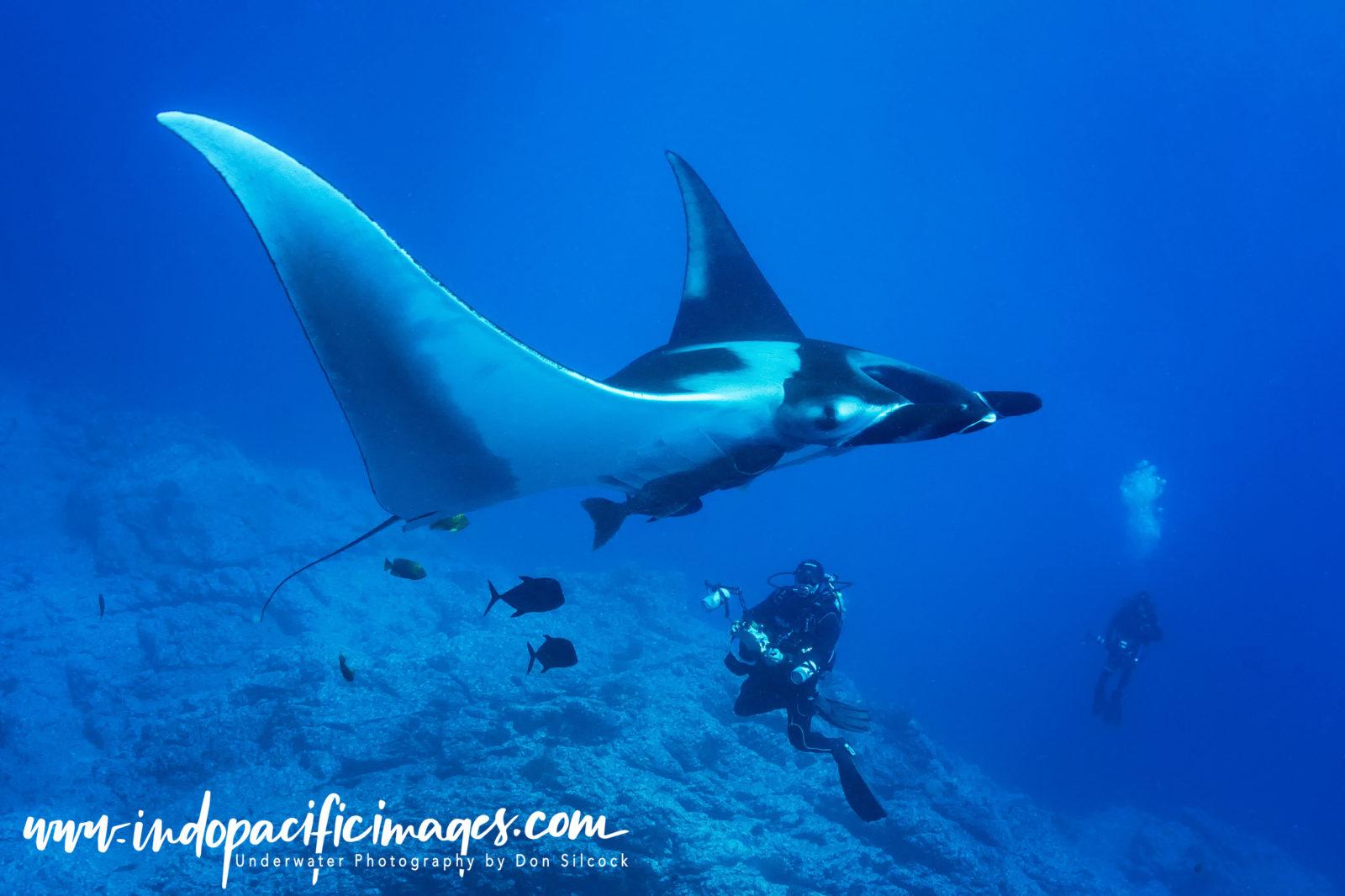 Mexico, Giant Oceanic Manta