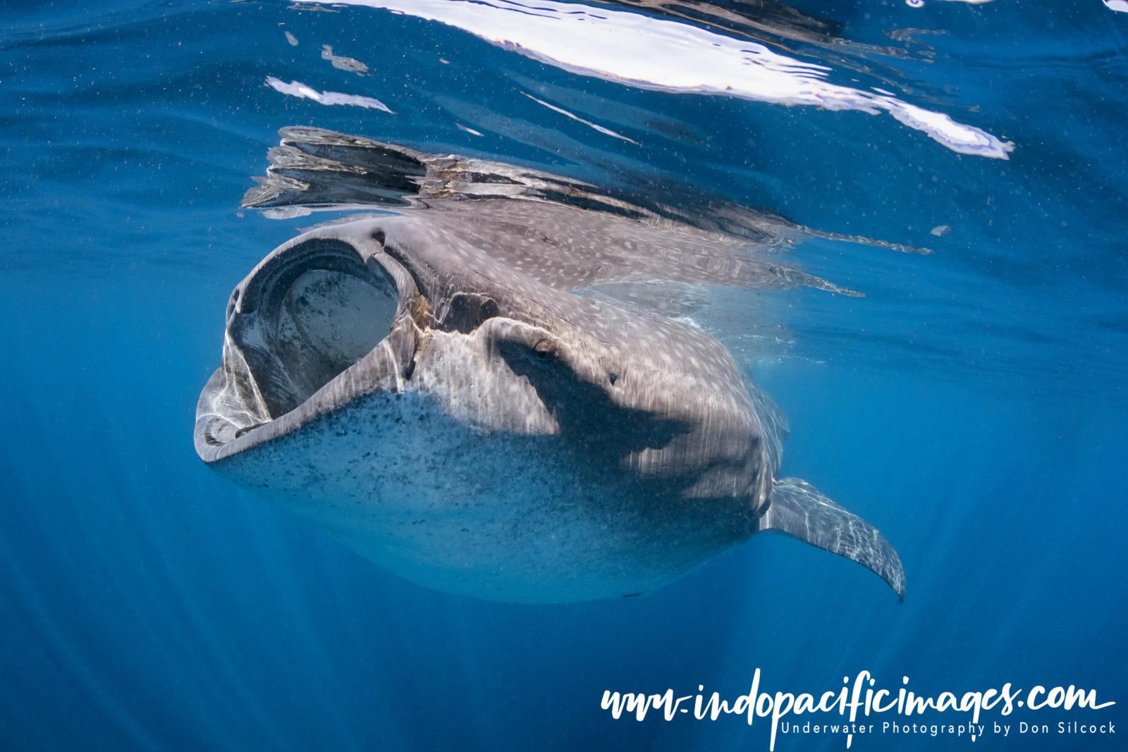 Mexico, Whale Shark Feeding