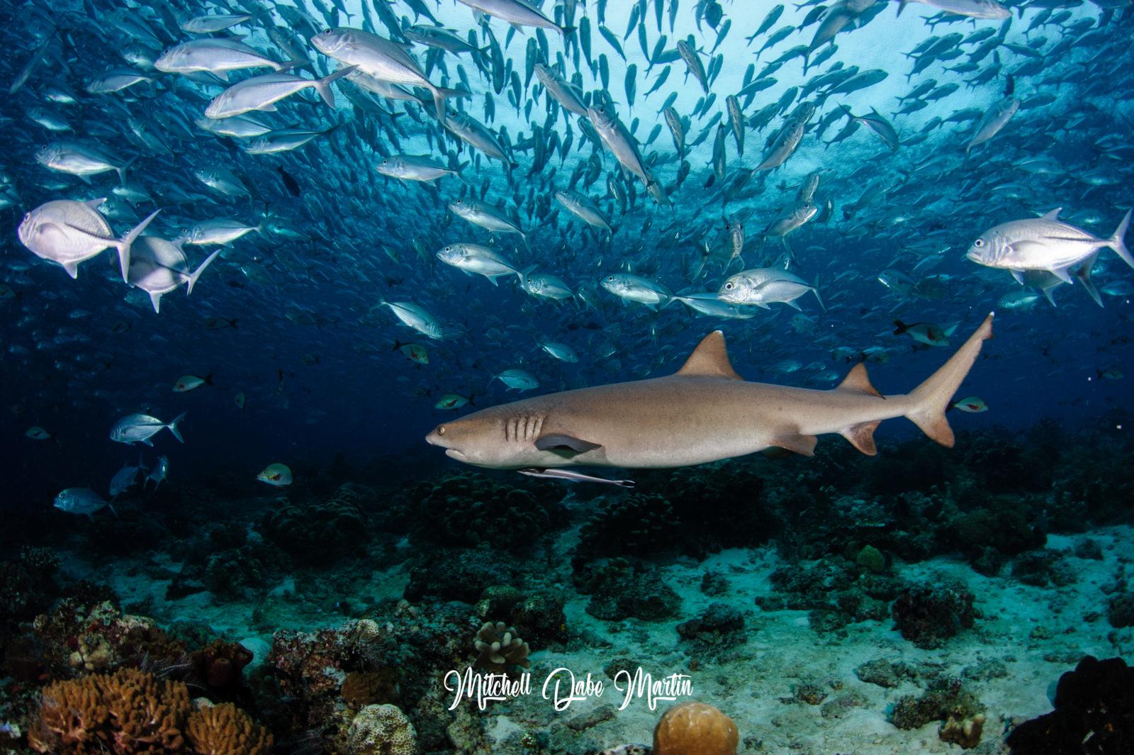 Diving with Sharks and School of Jackfish. Photo credit Mitchill Dabe Sipadan