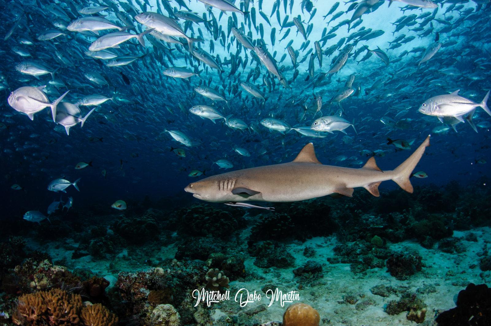 Scuba Diving Sabah - Seaventures Dive Rig 2 Diving with Sharks and School of Jackfish. Photo credit Mitchill Dabe Sipadan