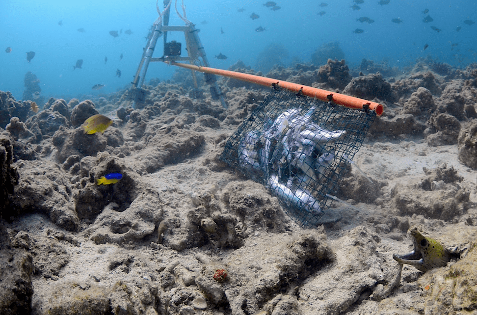 Sabah’s Shark Researchers Build on Global Study for Conservation