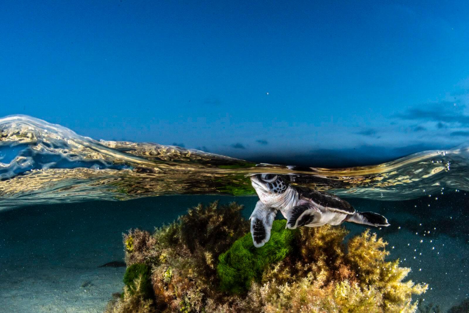 Sea Turtle Hatchling by Alex Kydd