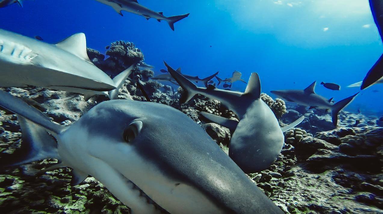 Sharks Functionally Extinct in 20% of World’s Reefs