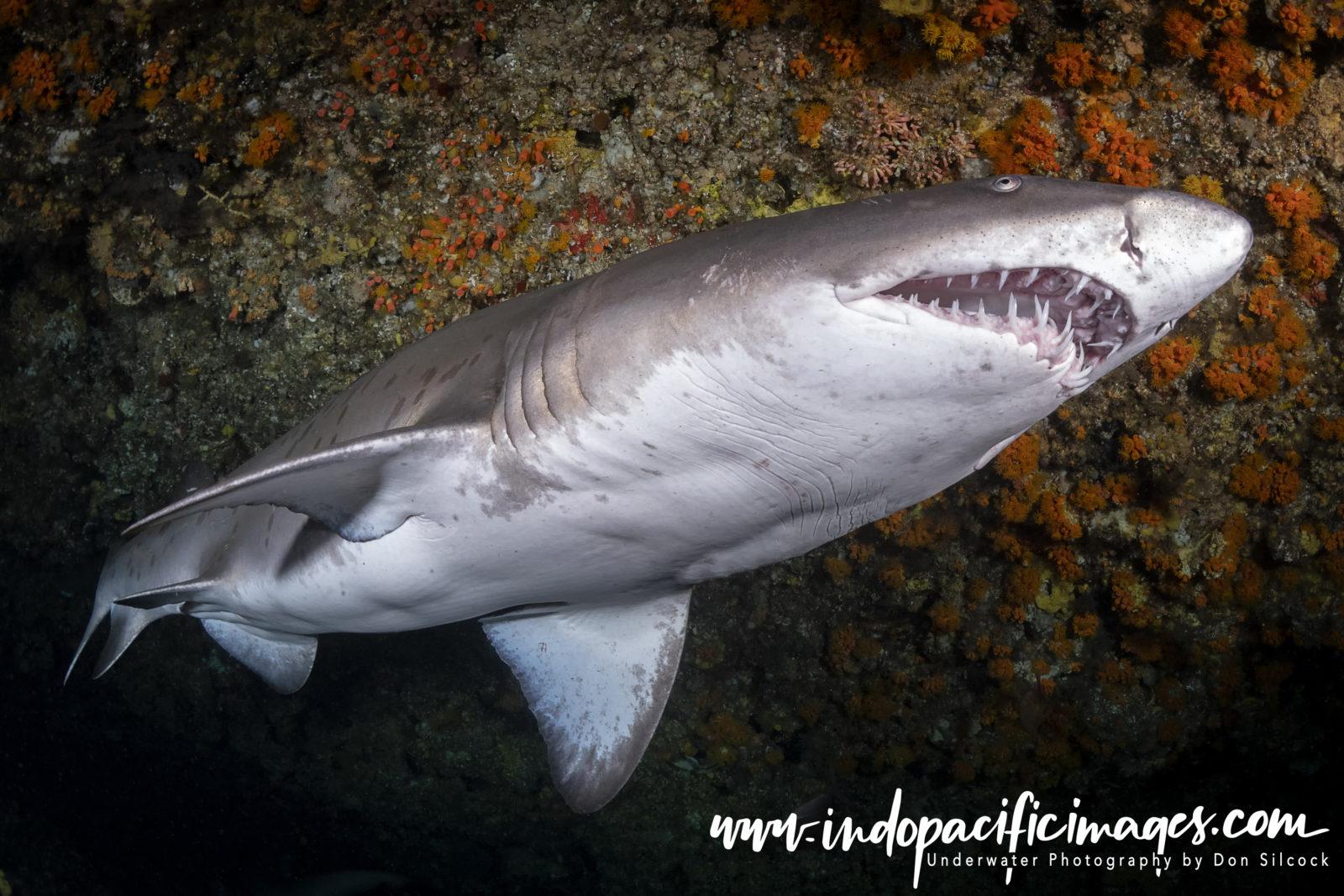 South Africa, Ragged Tooth Shark
