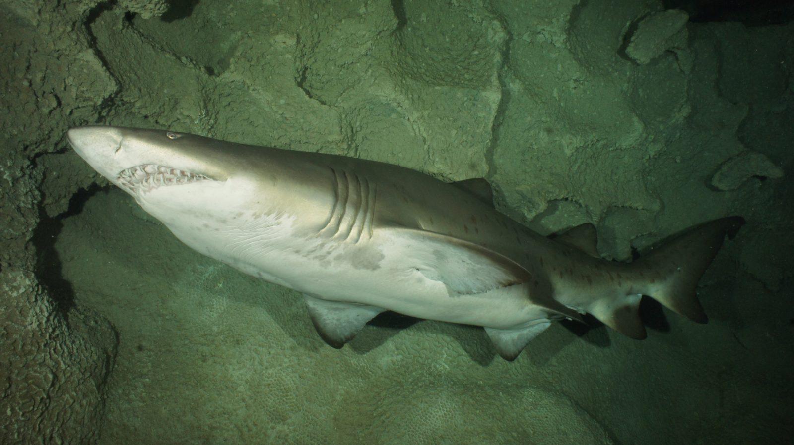Stella a five foot long 90lb sand tiger shark