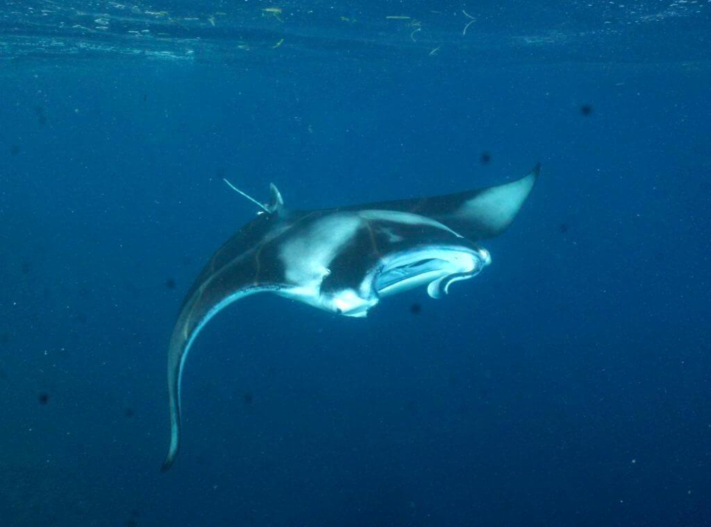 The Maldives IS famous for is manta rays