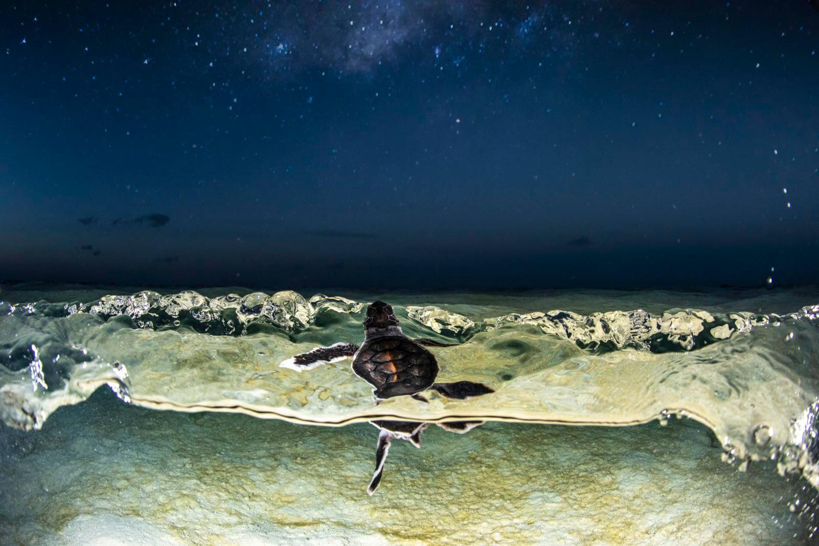 Turtles hatching at night by Alex Kydd